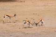 Springbok fighting